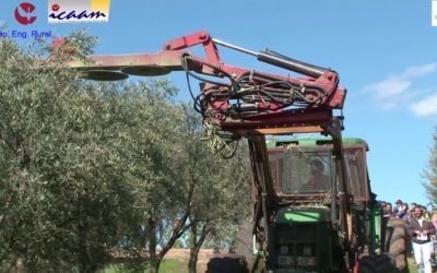 DIA DE CAMPO – ADEQUAÇÃO DA PODA DO OLIVAL PARA COLHEITA CONTÍNUA DE AZEITONA – PROJETO PRODER BY PROF. ANTÓNIO BENTO DIAS (2017)