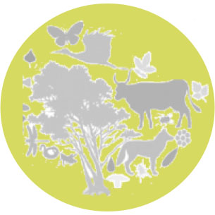 ICONS-LINHAS-TEMATICAS_0003_BIODIV