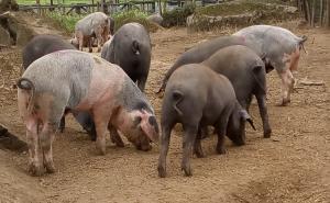 MED researchers publish first scientific paper on fat transcriptome of Alentejano and Bísaro pigs