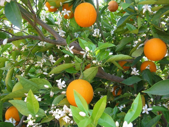 laranjeira