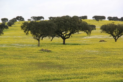 montado