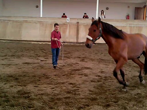 picadeiro