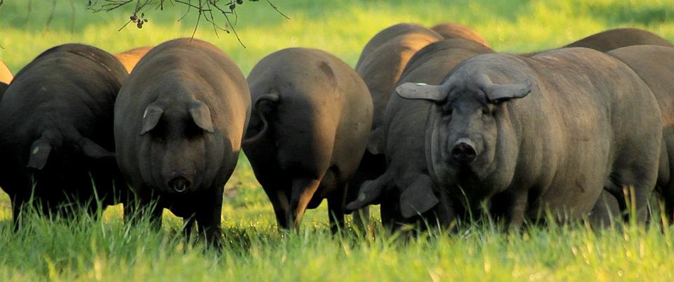 porco-preto-bisaro