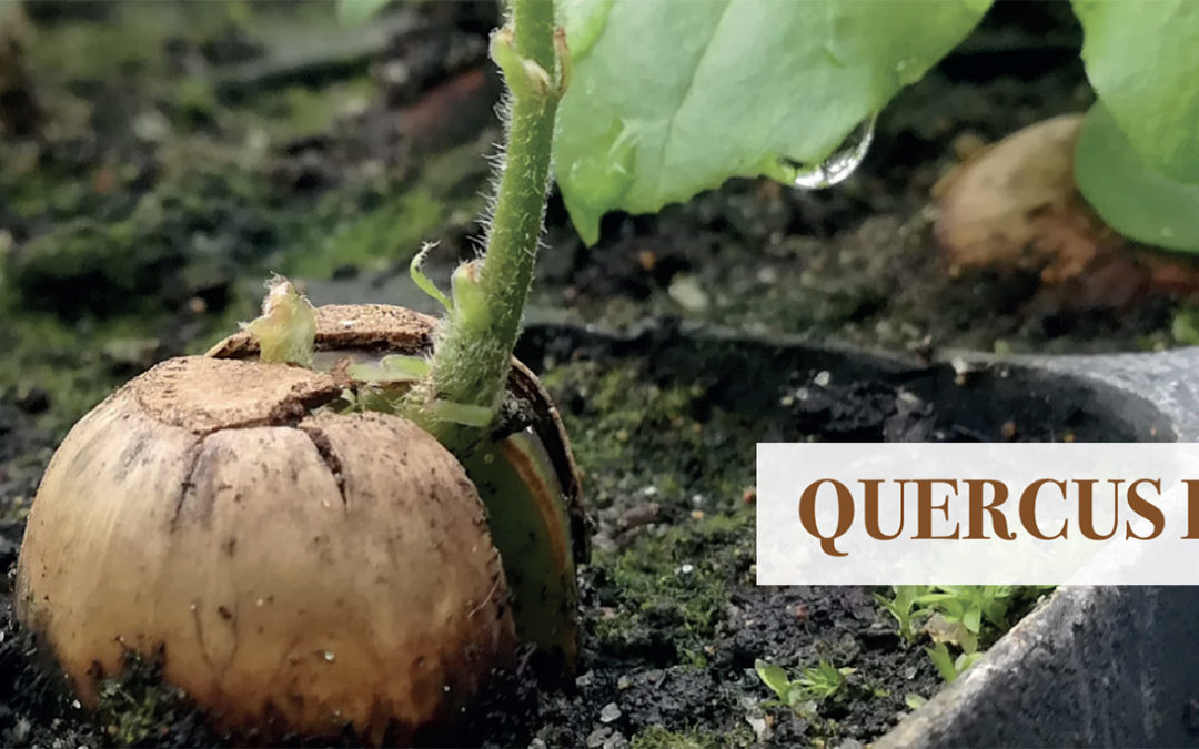 Publicado manual sobre sementes de espécies Quercus