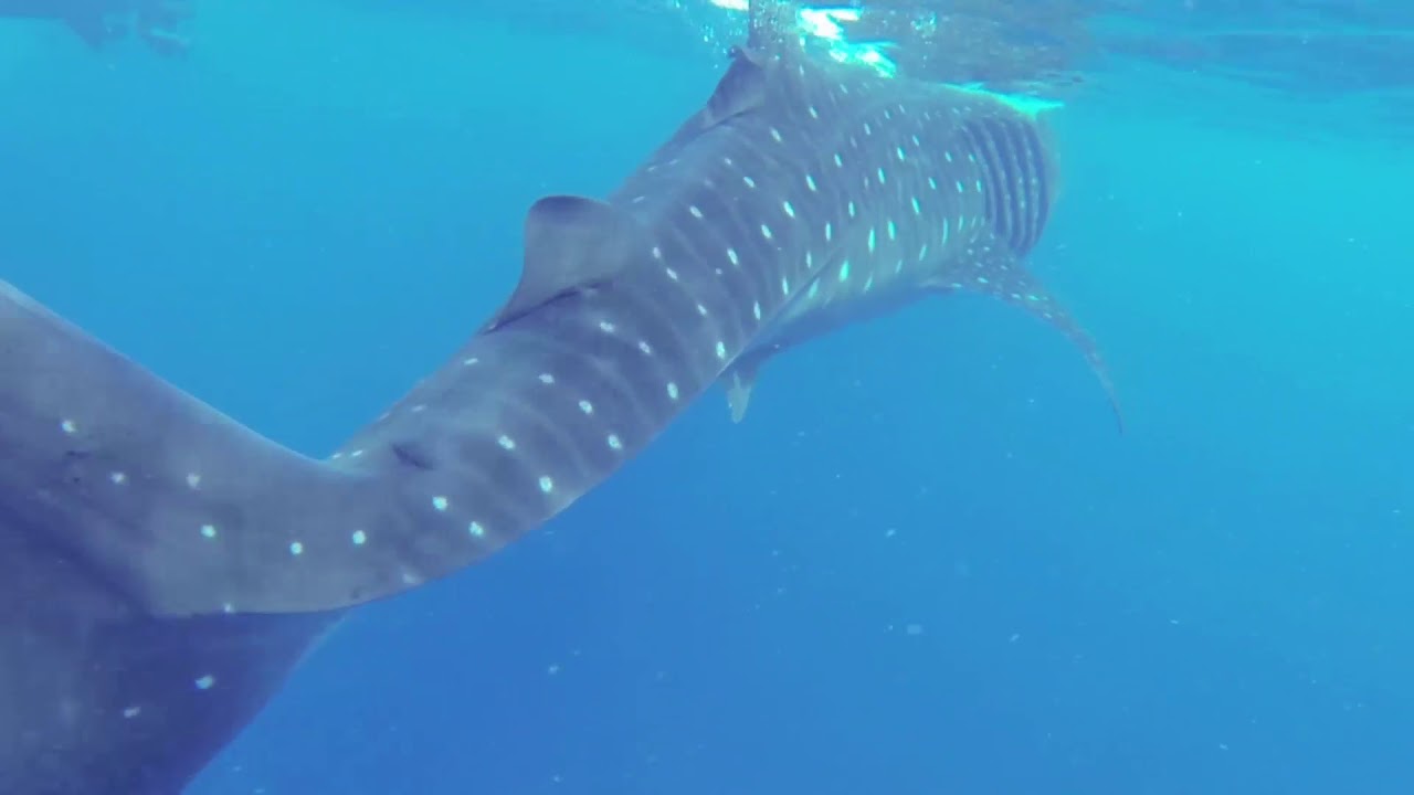 Акулы киты видео. Малек китовой акулы. Риф нингалу австралия. Ningaloo reef. Китовая акула опасна для человека.