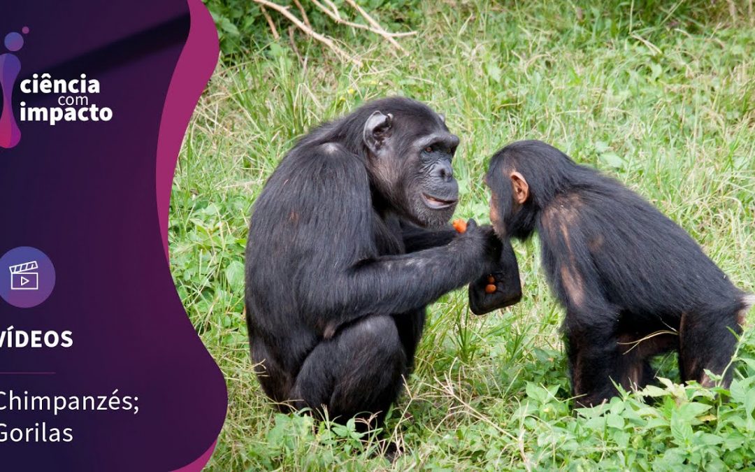 Desflorestação e bushmeat ameaçam de extinção gorilas e chimpanzés