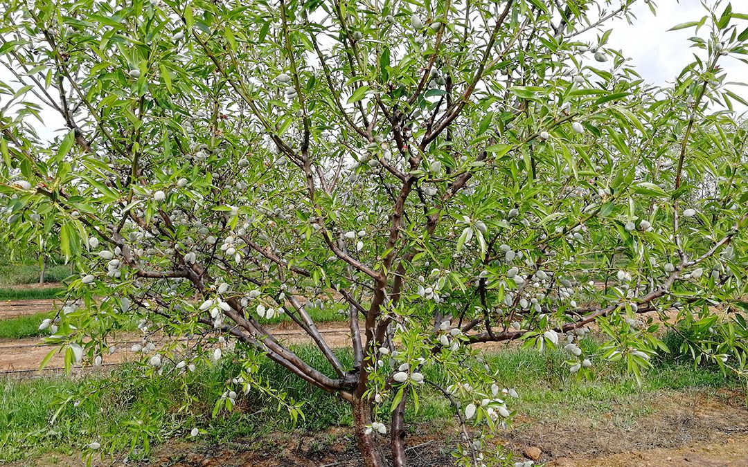 CEBAL aposta na fileira dos frutos secos