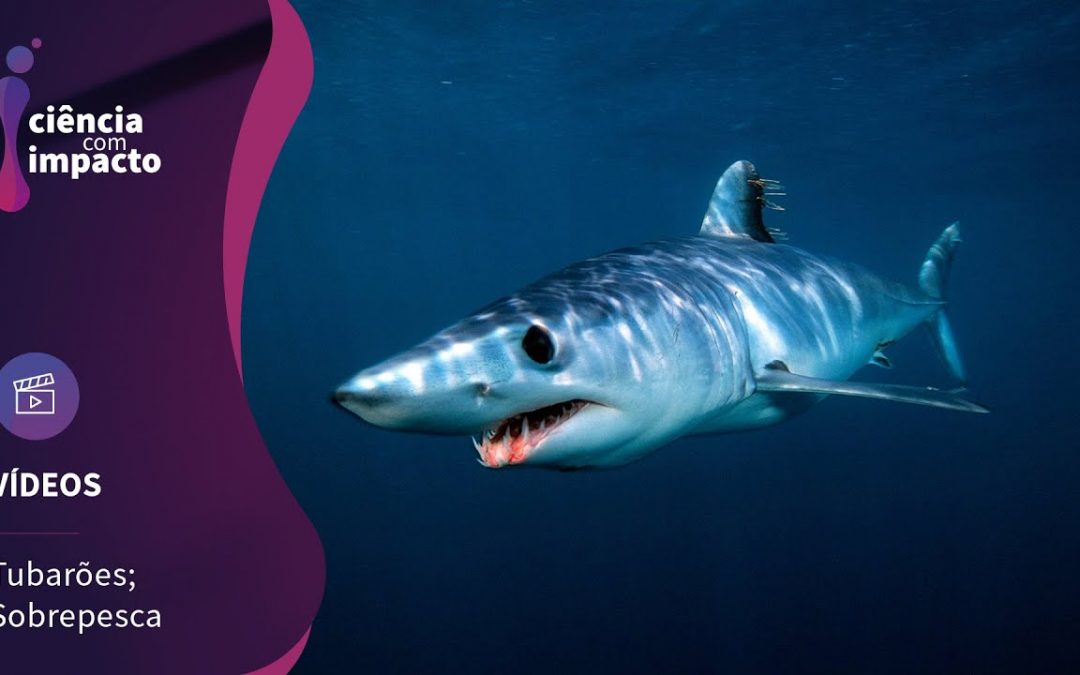 Tubarões sob ameaça