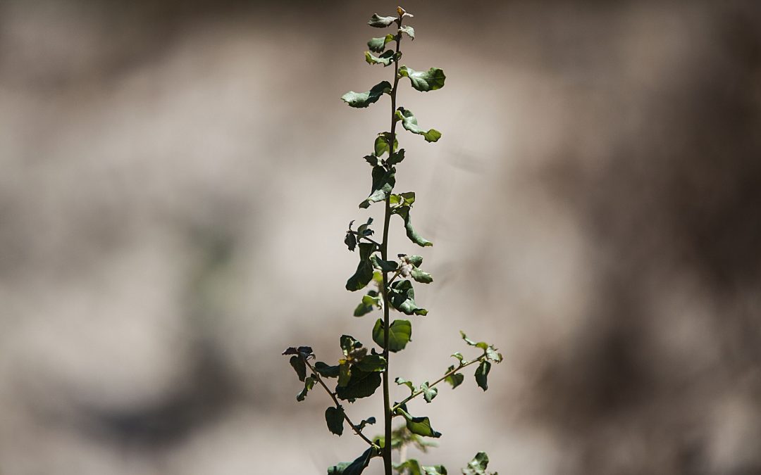 Projeto “Além Risco” pretende diminuir o número de mortes associado ao calor com a plantação de 50 mil árvores