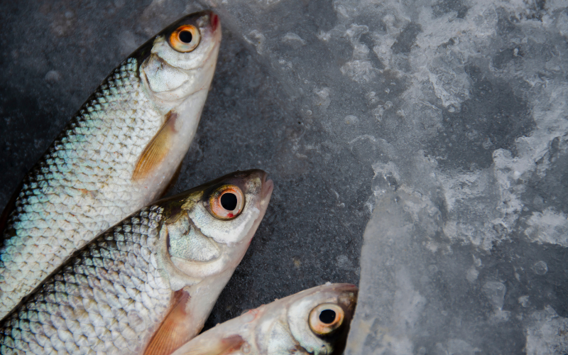 Investigadores do MED participam em estudo sobre desenvolvimento de fiambre de pescado