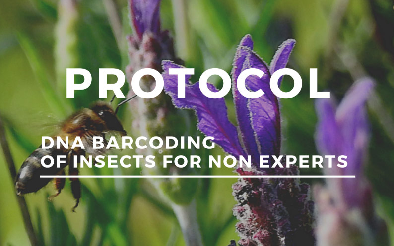 DNA Barcoding of Insects for Non Experts