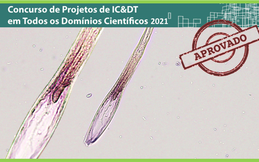 PTDC 2021 | Aprovação de projeto sobre mecanismos moleculares de regulação dos “genes de parasitismo” no Nemátode da Madeira do Pinheiro