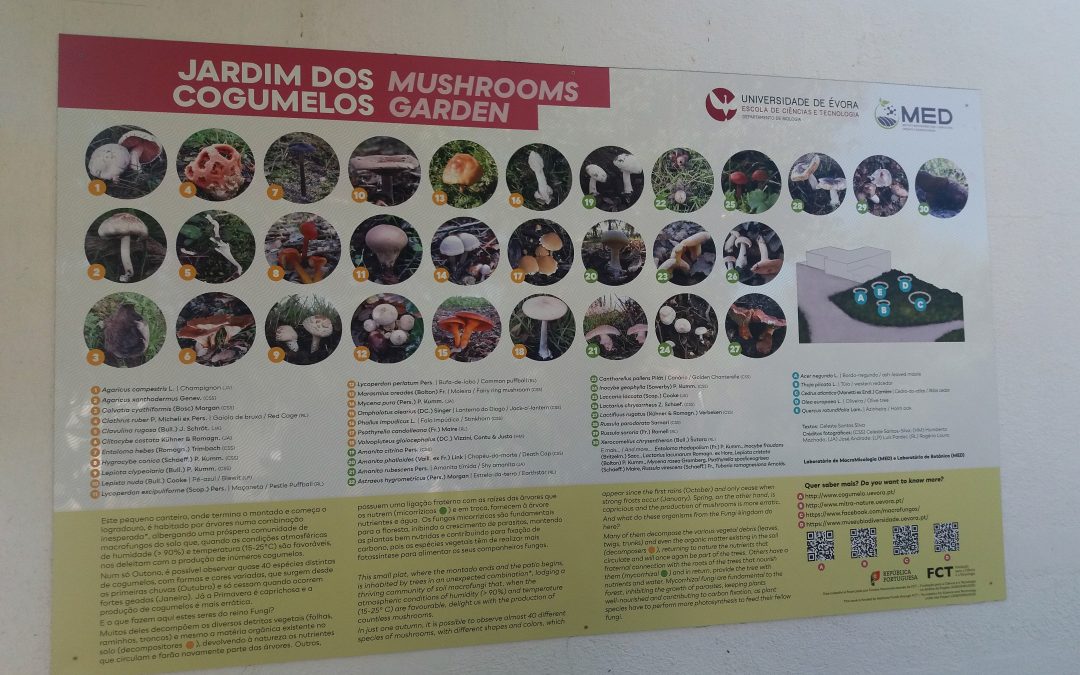 Jardim dos Cogumelos na Herdade da Mitra