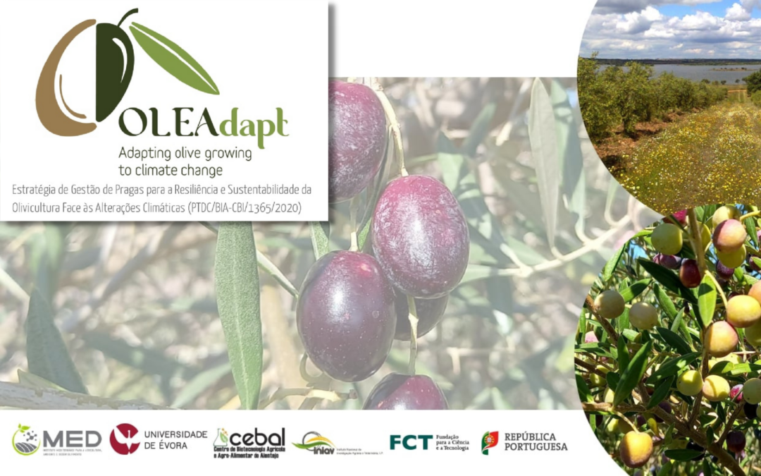 Investigadores do Projeto OLEAdapt precisam da ajuda dos olivicultores para conhecer as variedades de oliveira cultivadas em Portugal