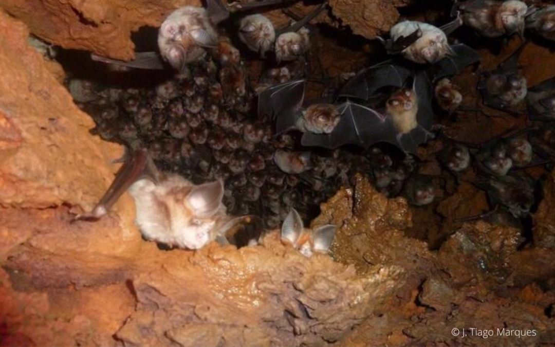 Investigador do MED-UÉvora em colaboração com a EDIA identifica abrigo de morcegos de importância nacional