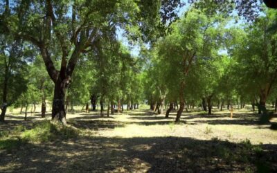 REGACORK TraDE – Research and Innovation in Irrigation of Corks Oaks