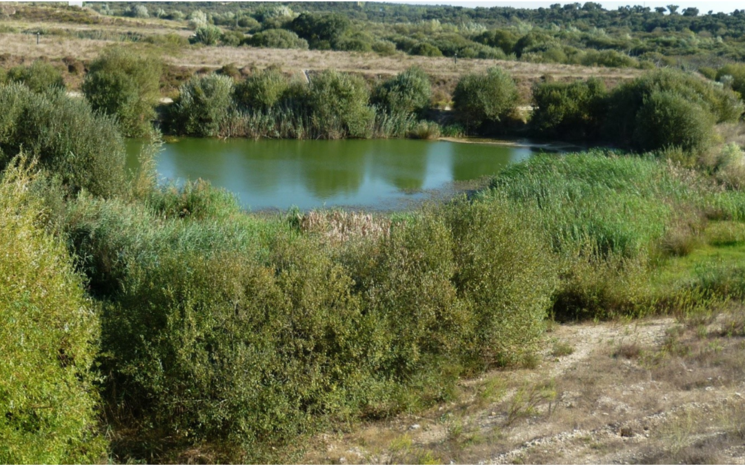 Investigadores do MED tornam mais claro o caminho para uma definição legal do conceito de Restauro Ecológico