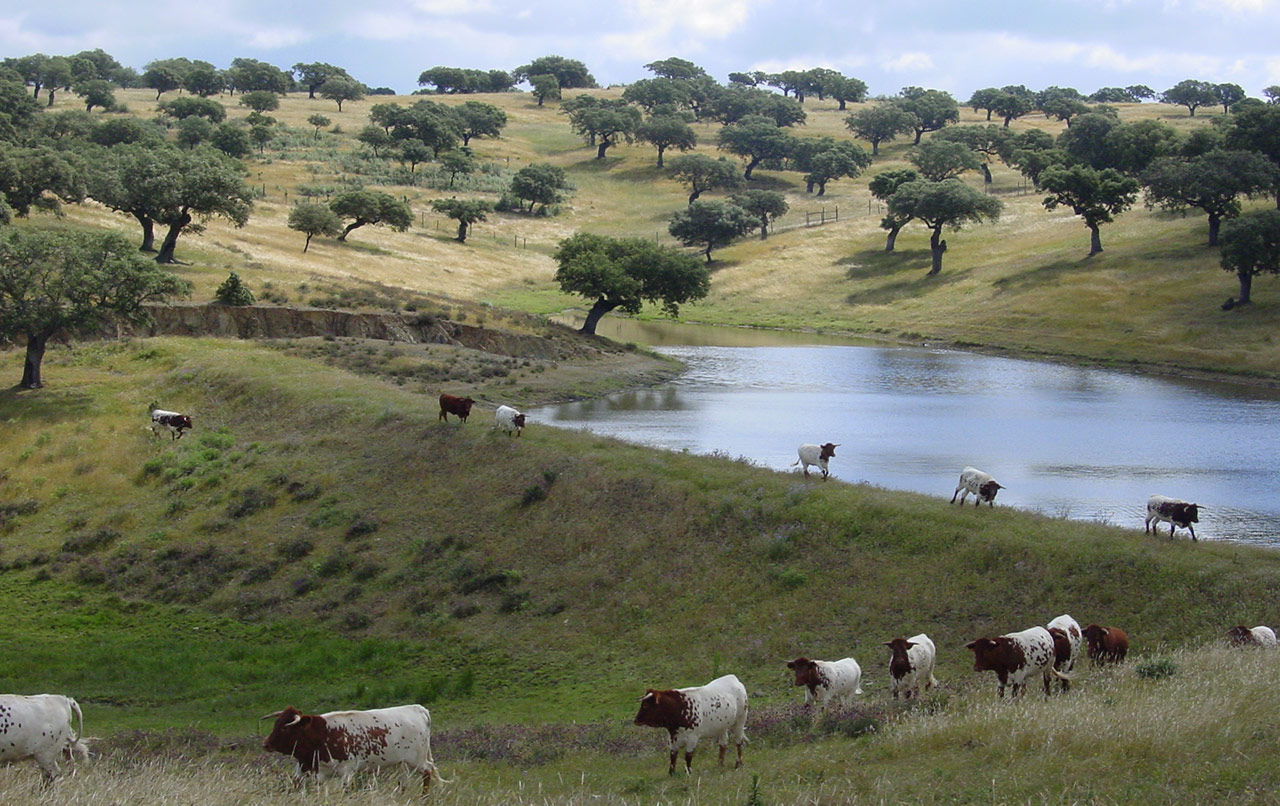 O montado é importante para travar a desertificação no Sul de Portugal