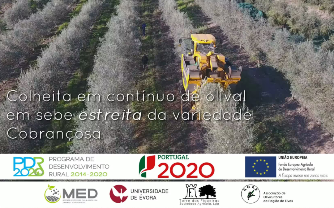 OLIVEMEC – Colheita em contínuo de olival em sebe estreita da variedade Cobrançosa