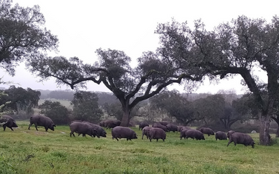 Porco de Raça Alentejana, o Rei do Montado