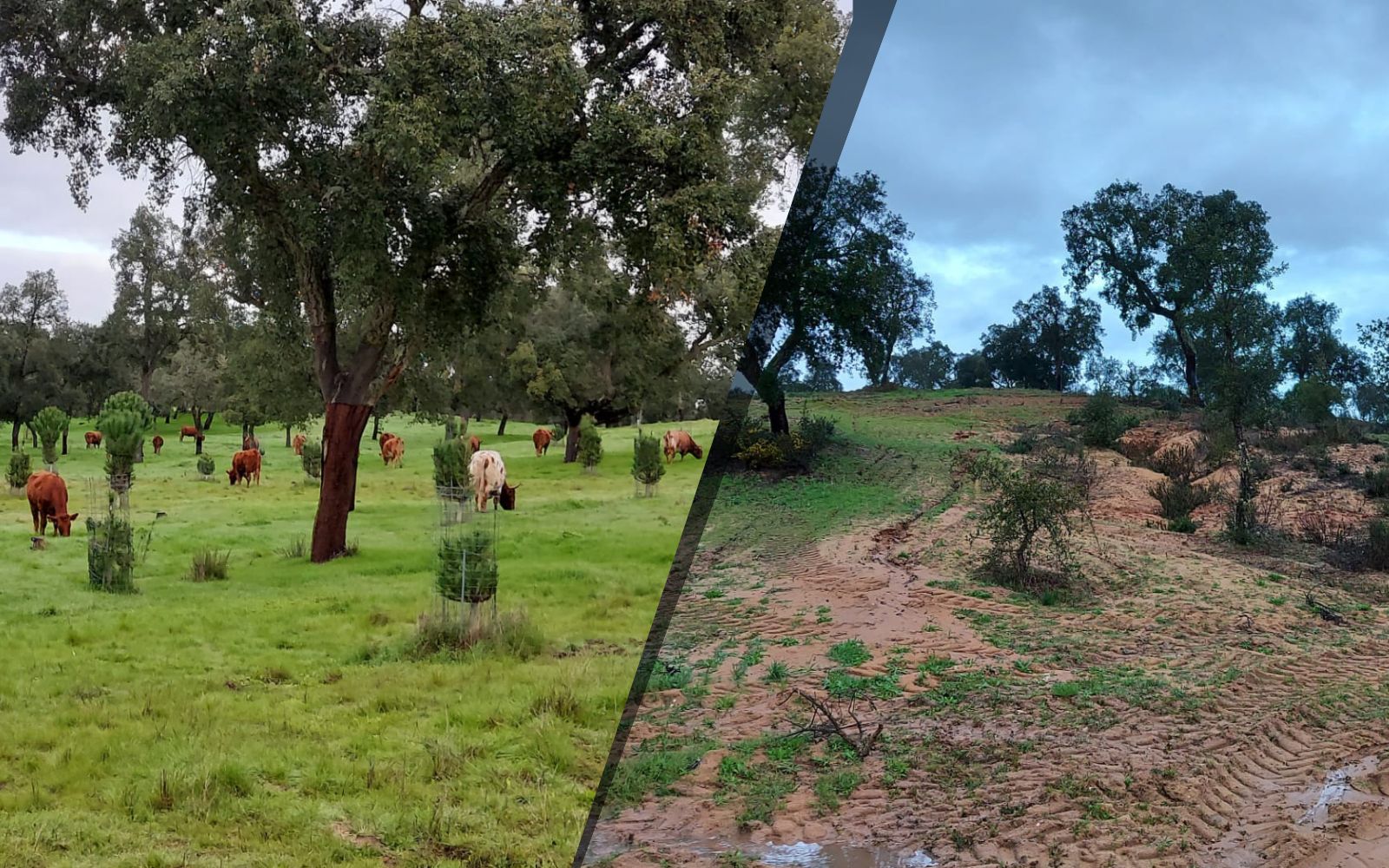 A importância do solo na sustentabilidade do Montado. Comparação entre a Herdade da Abegoaria e uma herdade vizinha.