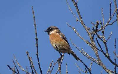 Porque as aves beneficiam o homem e contribuem para o equilíbrio natural