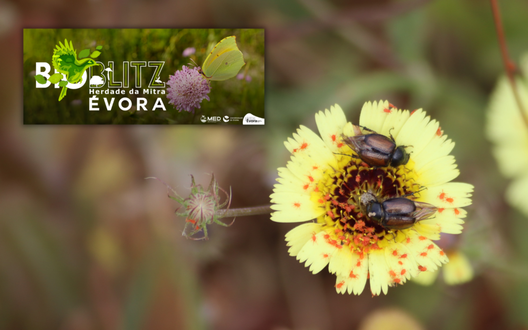 O Bioblitz da Herdade da Mitra registou mais de 500 espécies em 24 horas