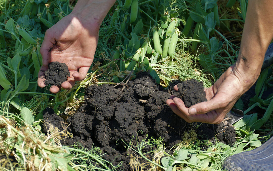 A importância dos microrganismos do solo
