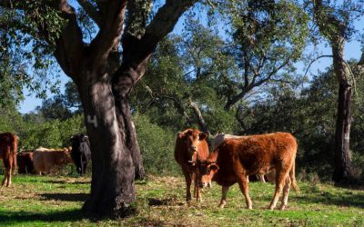 Razões porque o Montado é tão importante no combate à falta de água