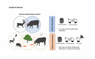 Estudo de Investigadores do MED – Universidade de Évora revela novos dados sobre a importância das interações de animais na transmissão de Tuberculose bovina