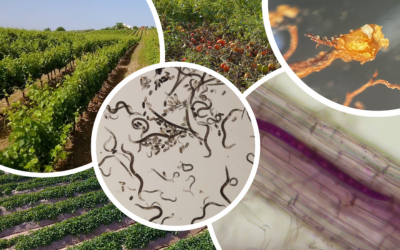 A importância dos nemátodes fitoparasitas na sustentabilidade dos sistemas agrícolas