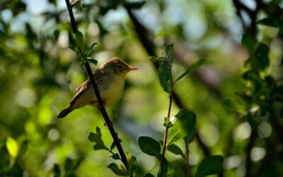 New global study, with MED/CHANGE – University of Évora researchers, finds biodiversity impacts of agricultural deforestation have inherent and predictable geographical differences