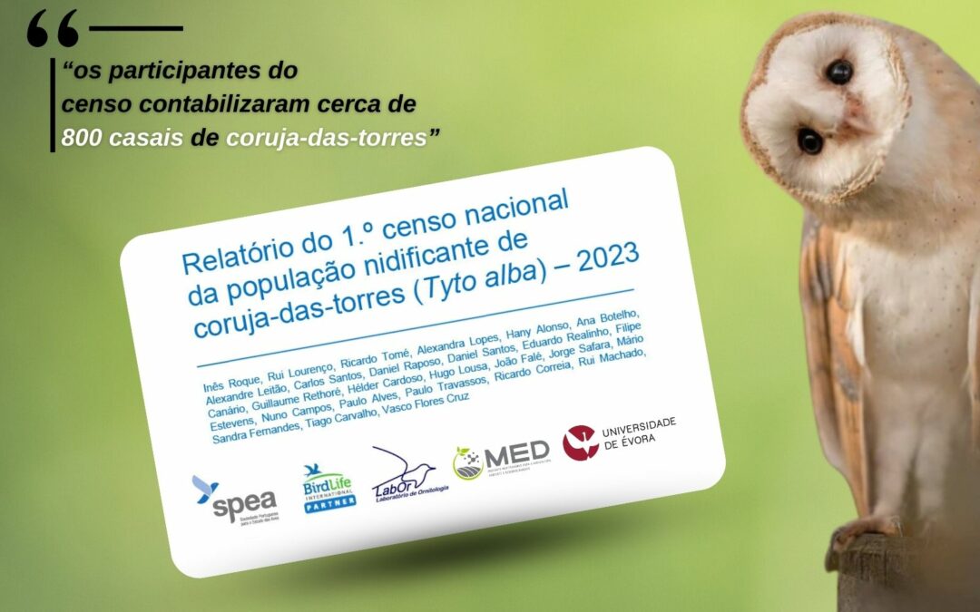 Projeto de ciência cidadã conta 800 casais de coruja-das-torres em Portugal