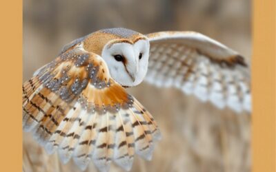 First national census reveals the state of Portugal’s Barn Owl population