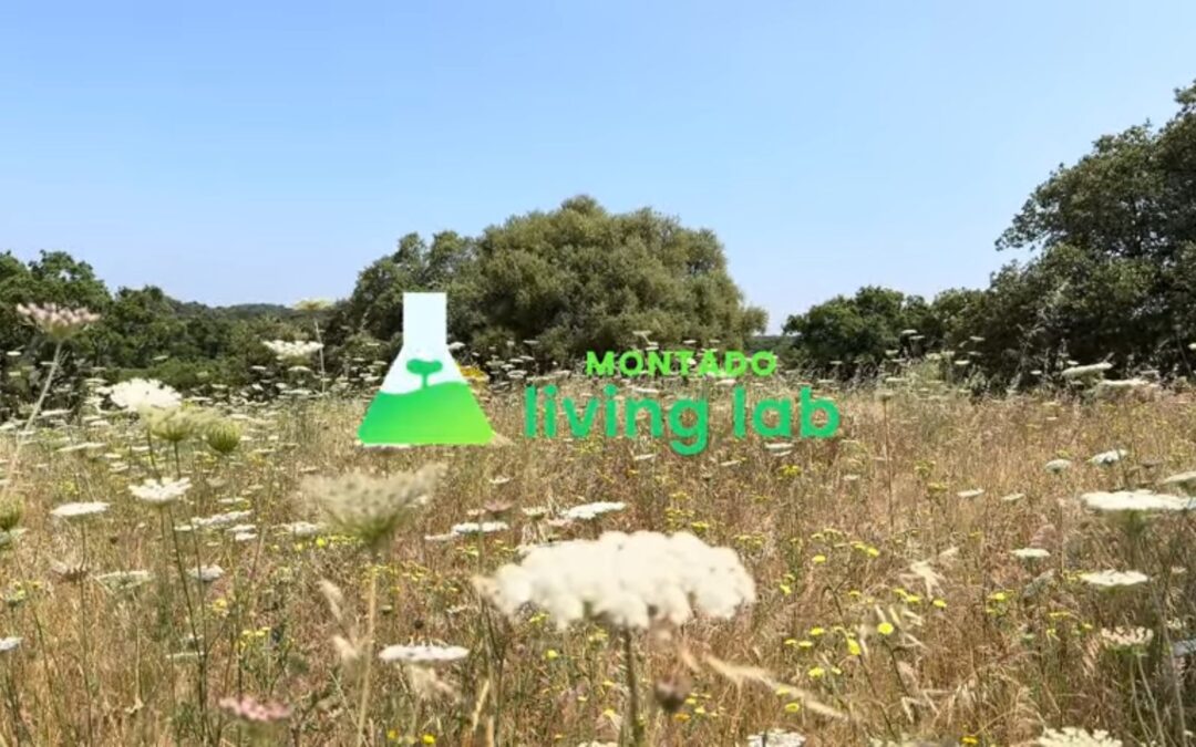 Montado Living Lab – One voice for the regeneration of the montado