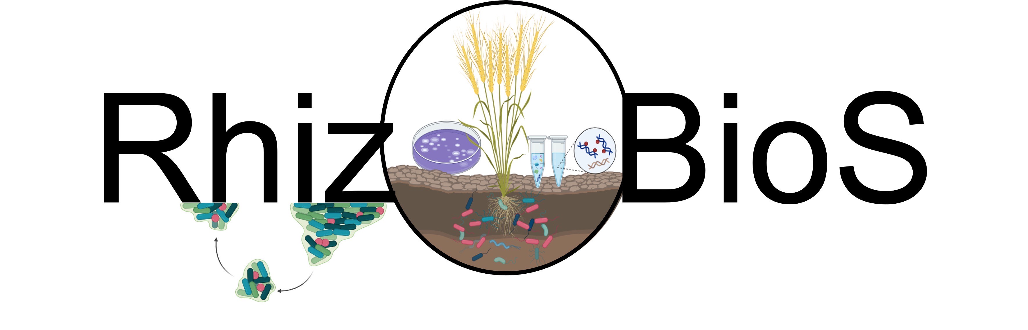 RhizoBioS - Rhizo-attachment and biofilm formation of complex soil bacterial communities: common and unique roles in their interactions with crops